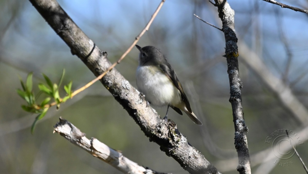 Warbling Vireo - Raymond Paris