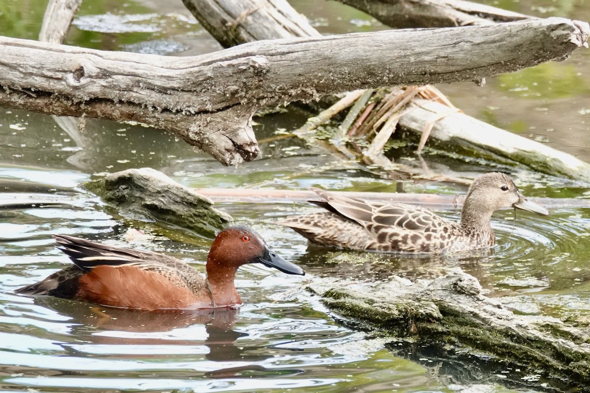 Cinnamon Teal - Shawn McCandless