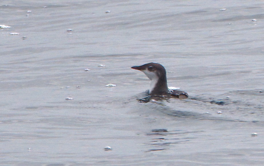 Scripps's Murrelet - ML618829788