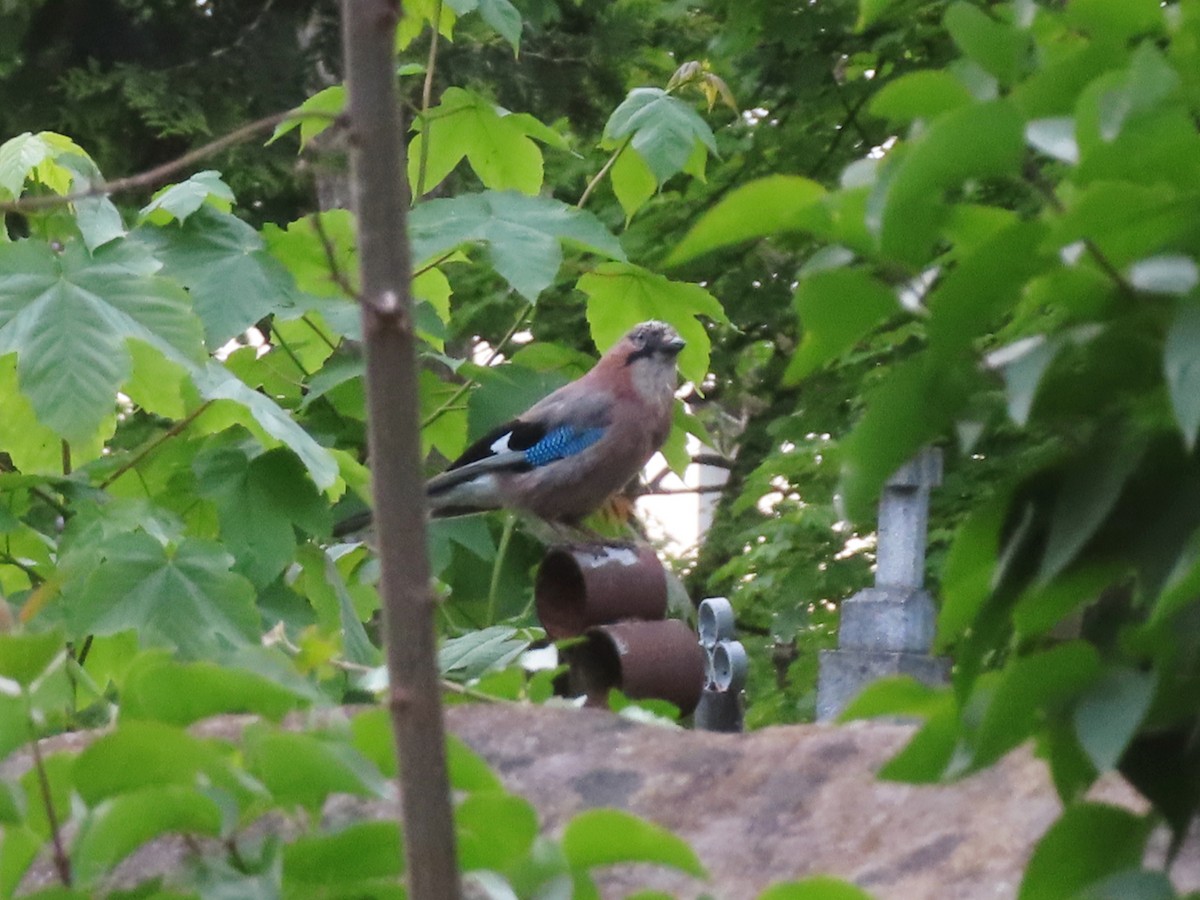 Eurasian Jay - Kseniia Marianna Prondzynska