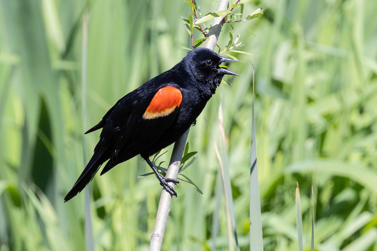 Red-winged Blackbird - Linda Rudolph