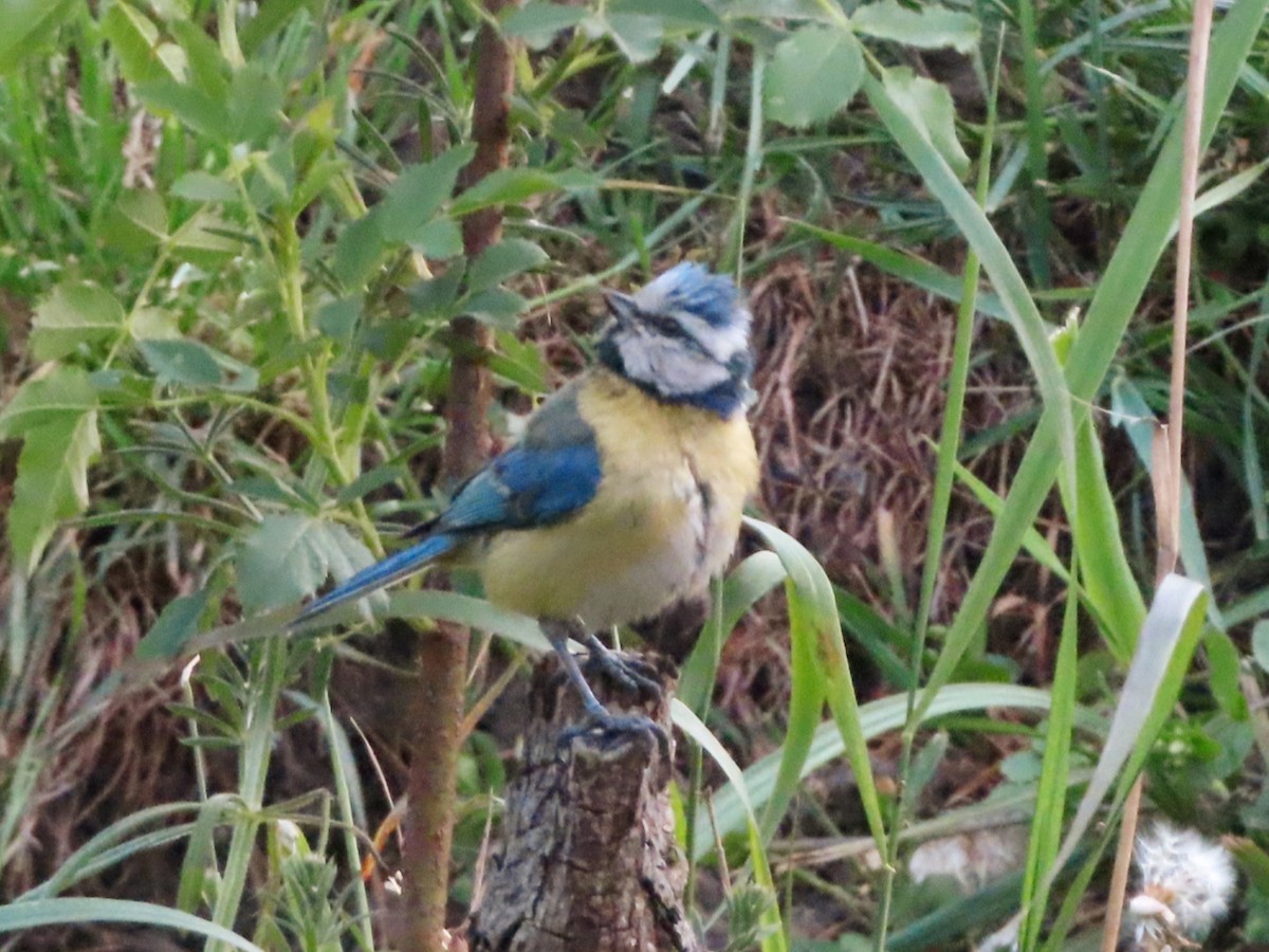 Eurasian Blue Tit - Kseniia Marianna Prondzynska