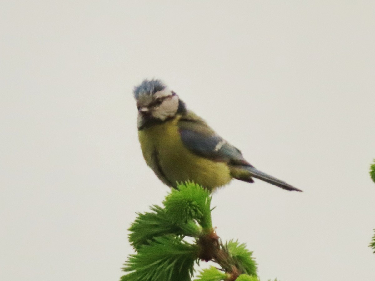 Eurasian Blue Tit - Kseniia Marianna Prondzynska