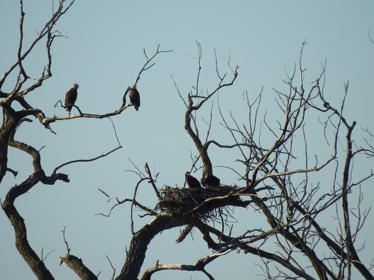 Bald Eagle - Joe Sudomir