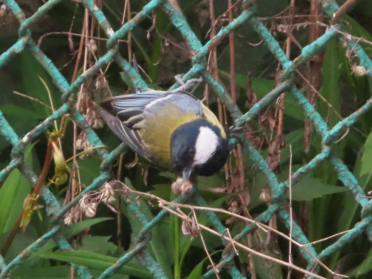 Great Tit - Kseniia Marianna Prondzynska