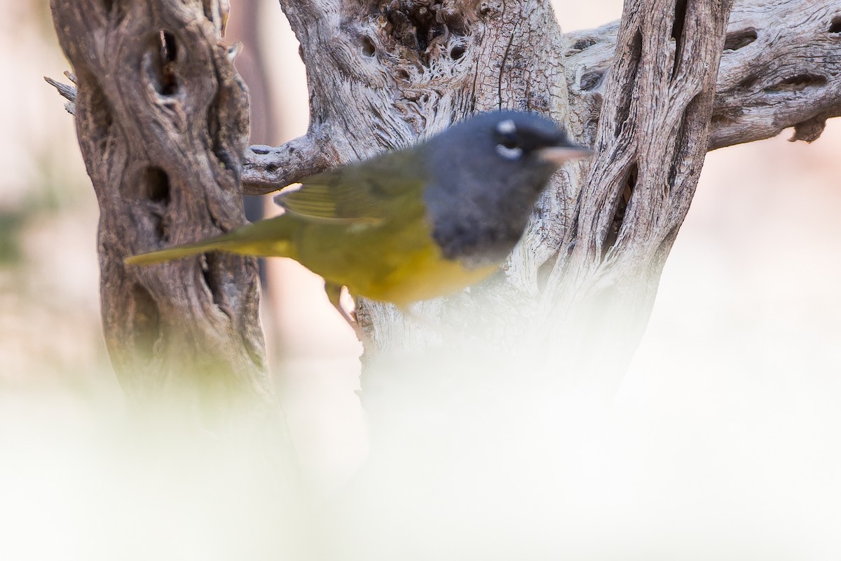 MacGillivray's Warbler - Karla Salyer