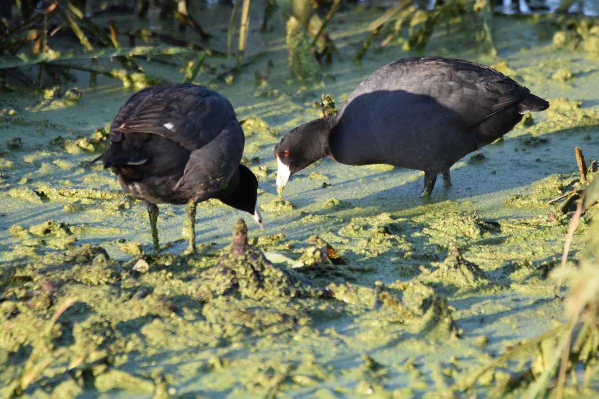 American Coot - Frank Holmes
