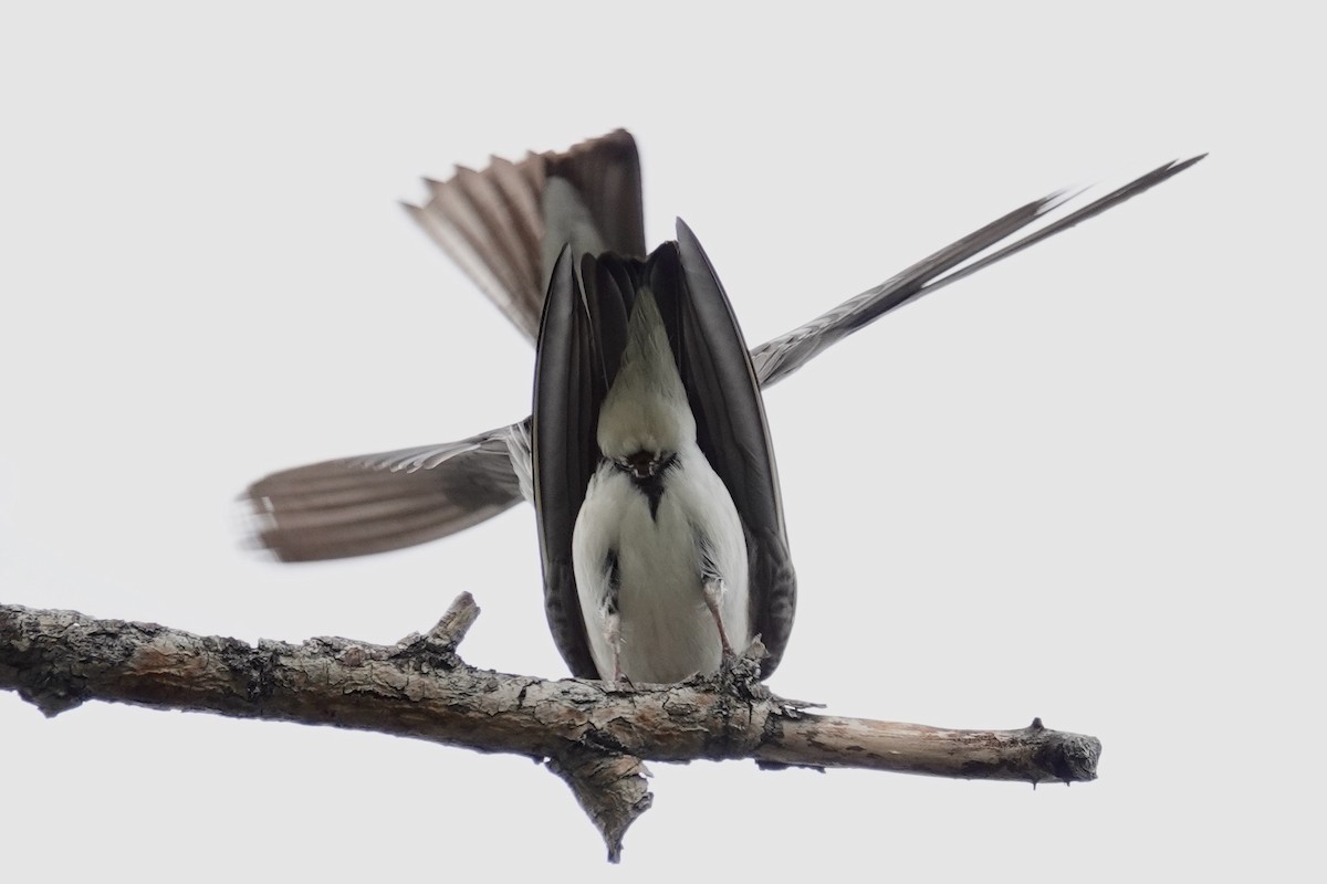 Tree Swallow - Shawn McCandless