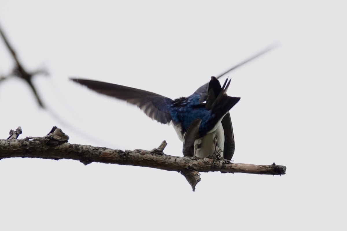 Tree Swallow - Shawn McCandless