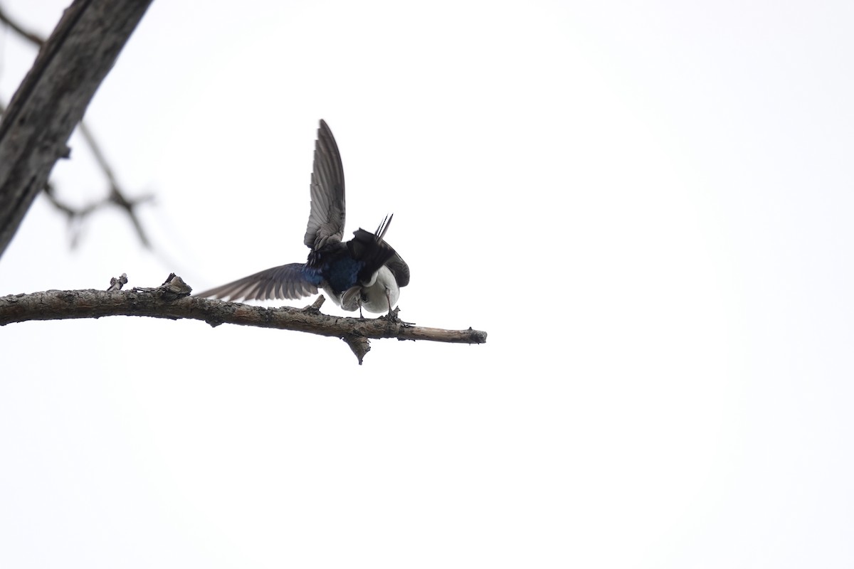 Tree Swallow - Shawn McCandless