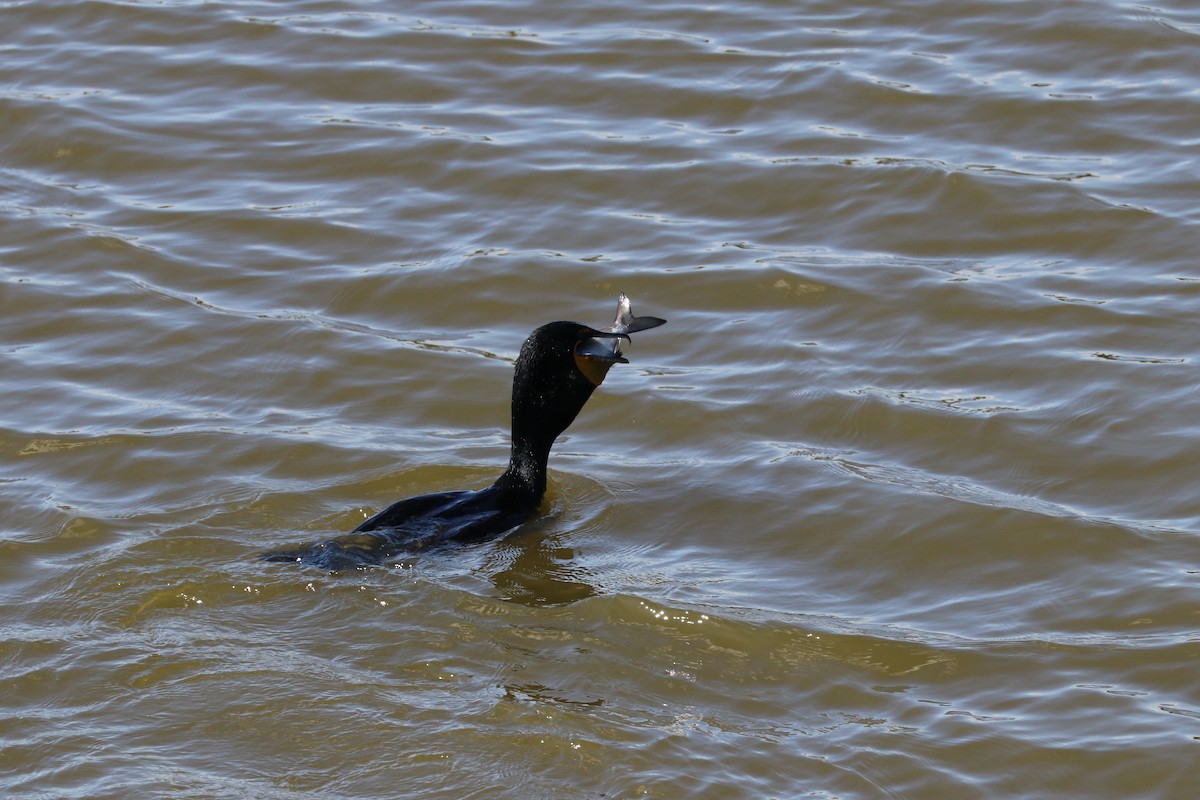 Double-crested Cormorant - Susan Szeszol