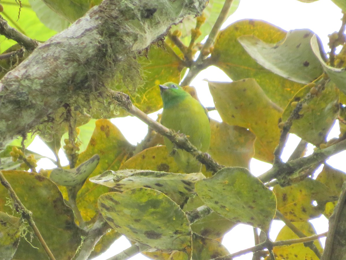 Blue-naped Chlorophonia - Juan Alejandro Gil Grajales