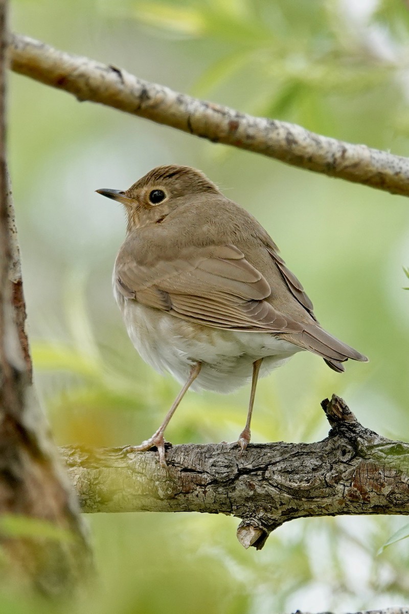 Swainson's Thrush - Shawn McCandless