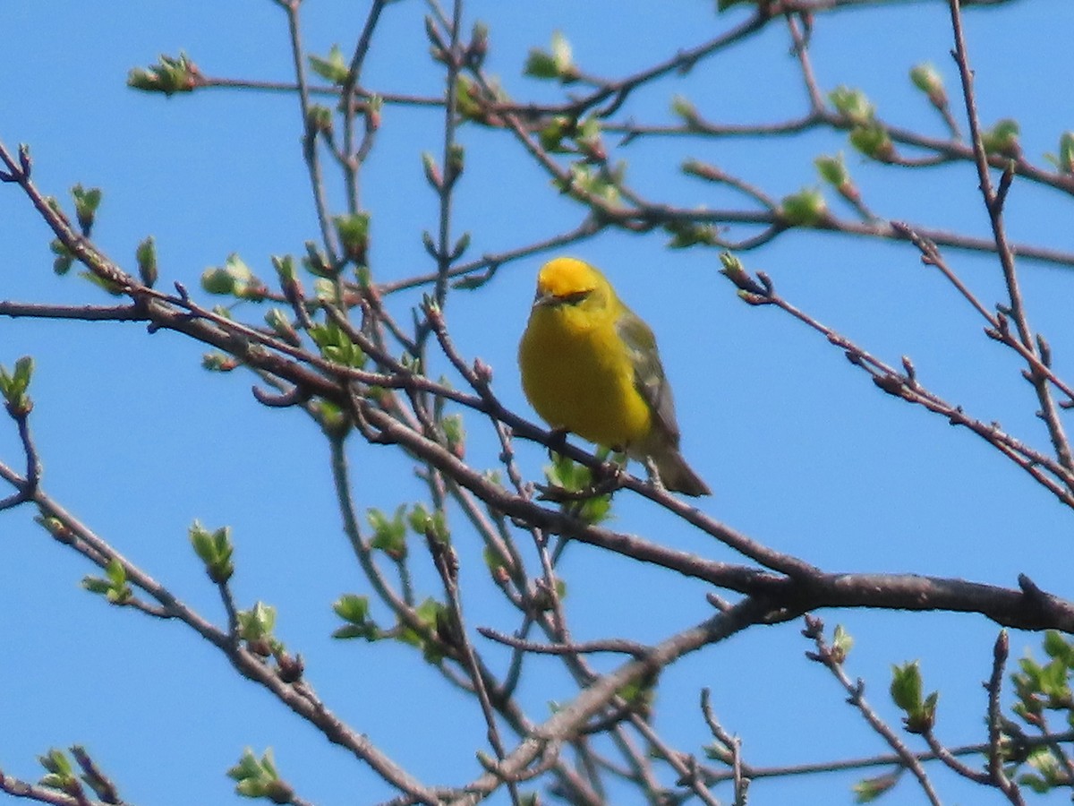 gullvingeparula x blåvingeparula (hybrid) - ML618829866