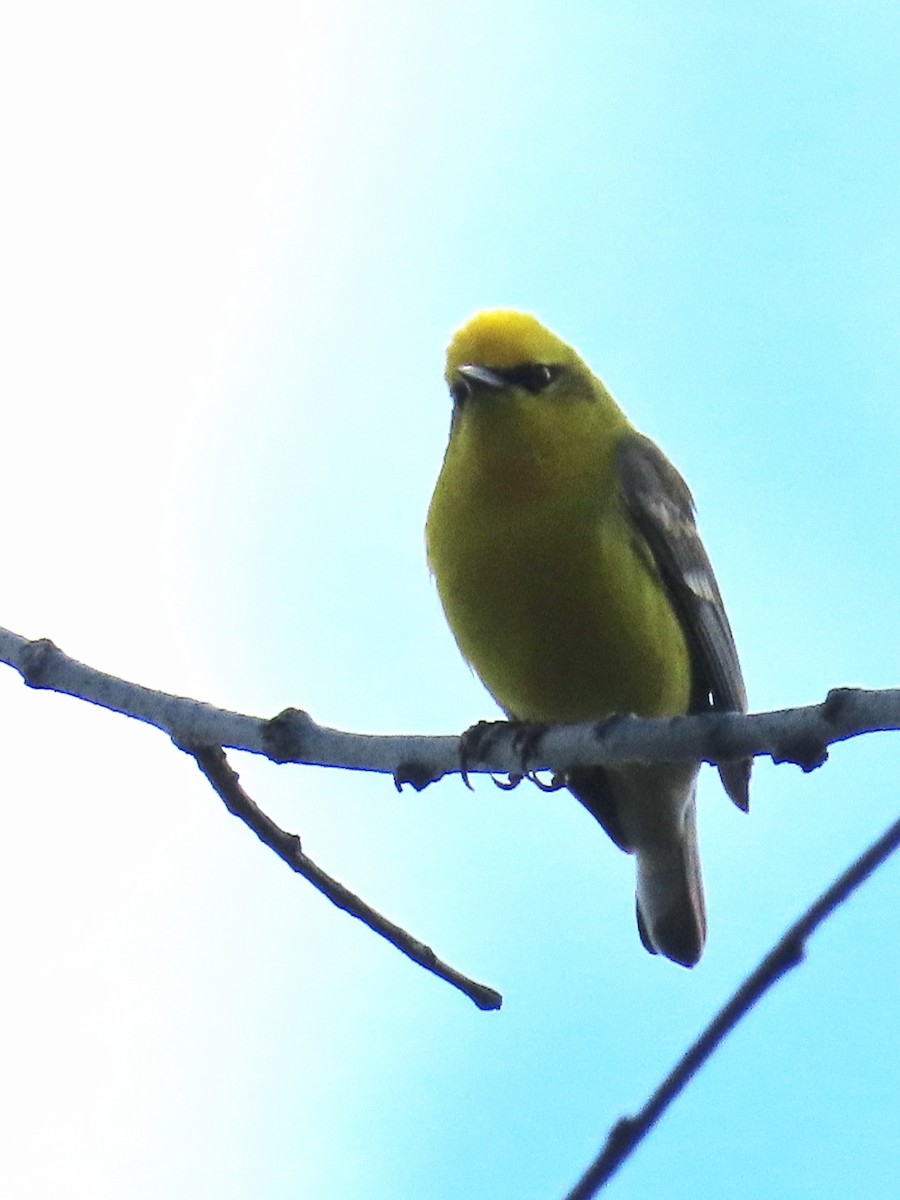 Golden-winged x Blue-winged Warbler (hybrid) - Kathleen Starr