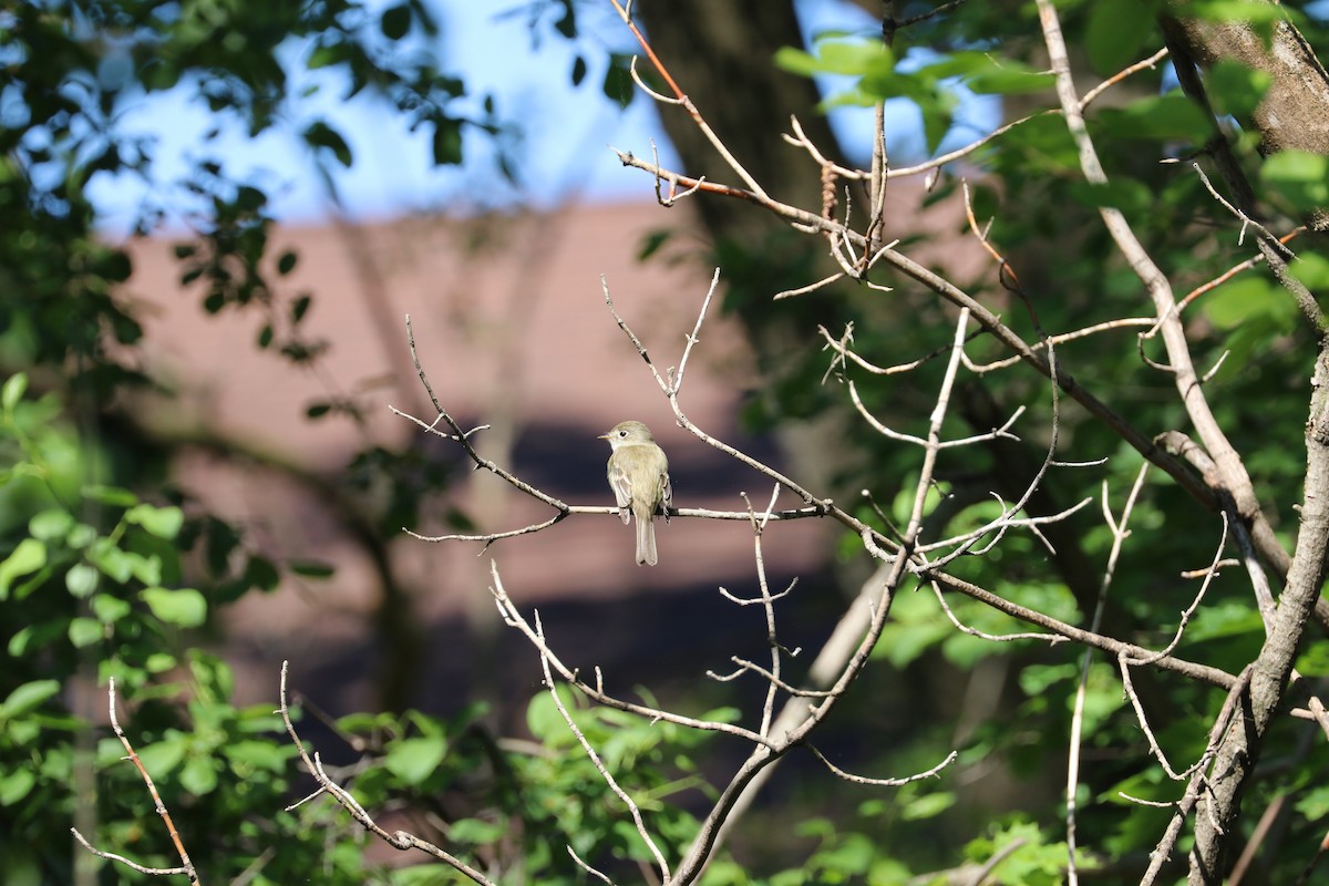 Least Flycatcher - Susan Szeszol