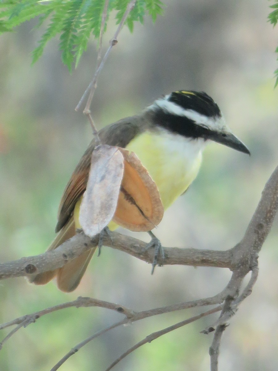 Great Kiskadee - Tanya Lapierre