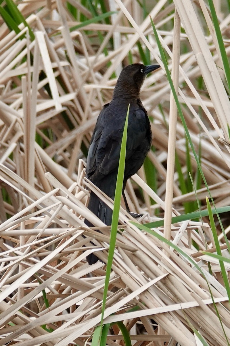 Great-tailed Grackle - Shawn McCandless