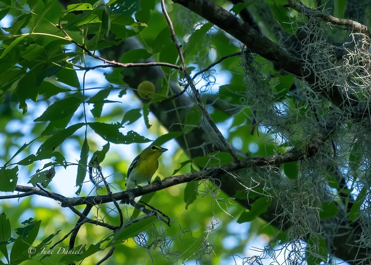 Yellow-throated Vireo - ML618829880