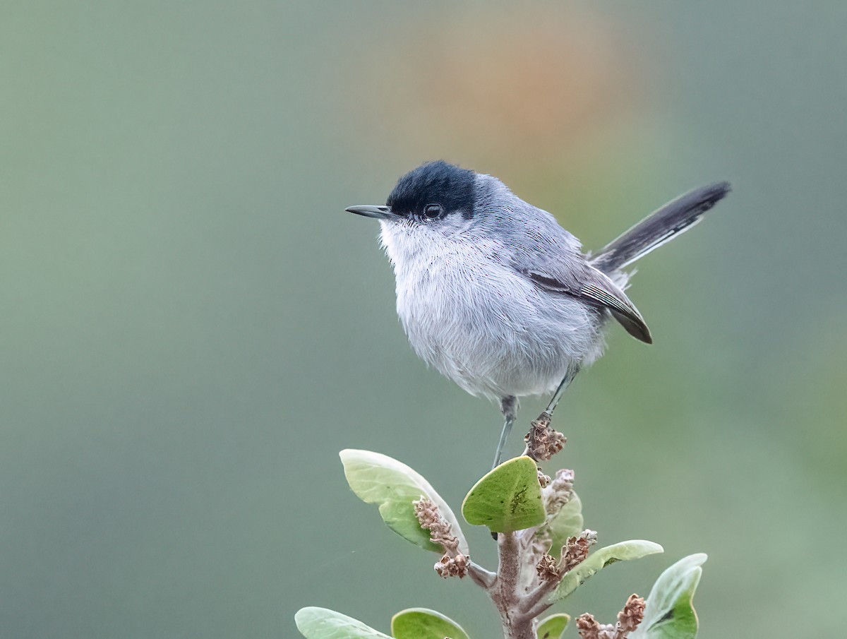 California Gnatcatcher - ML618829881