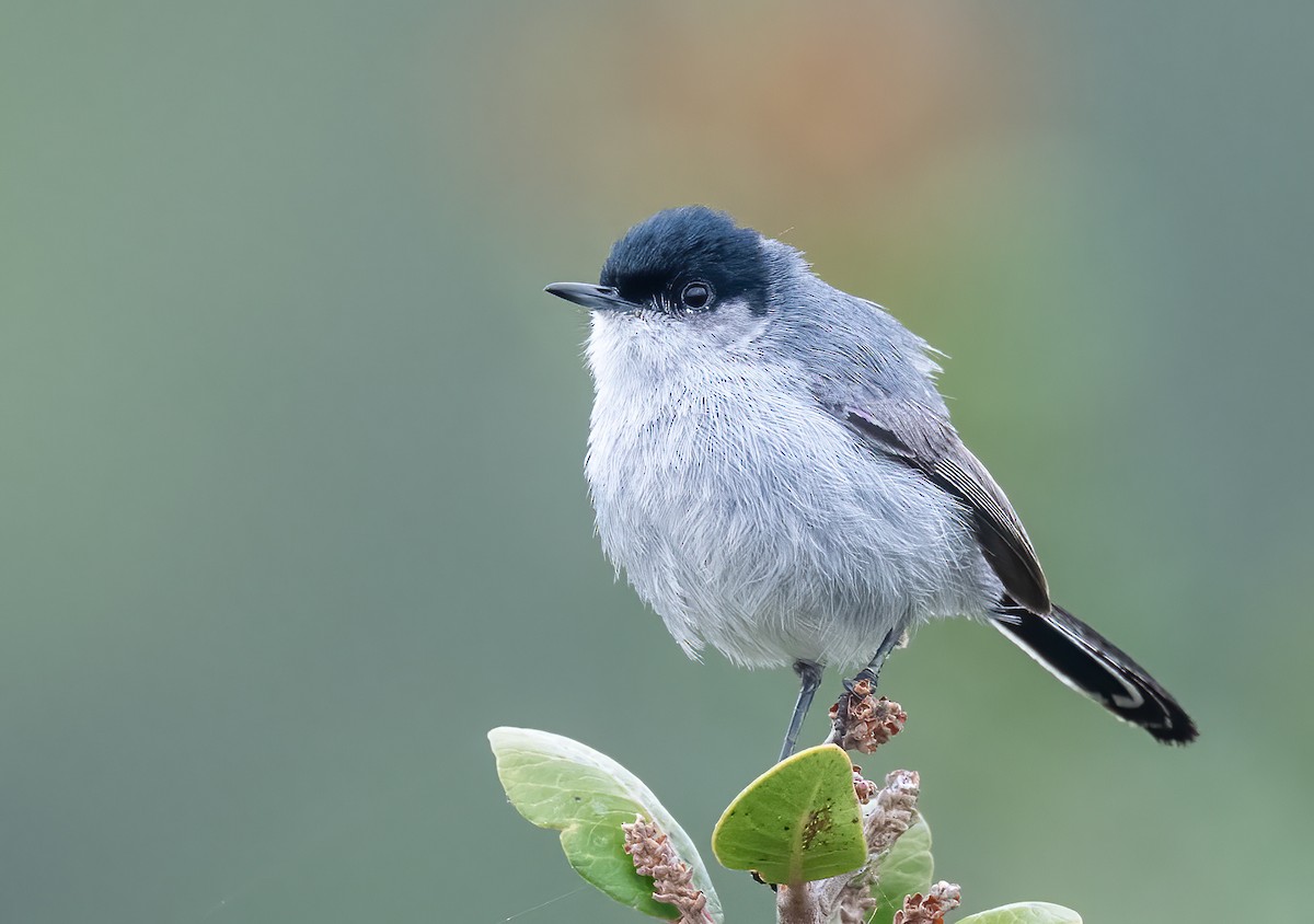 California Gnatcatcher - ML618829886