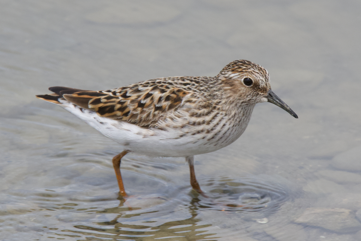 Least Sandpiper - Learning Landon