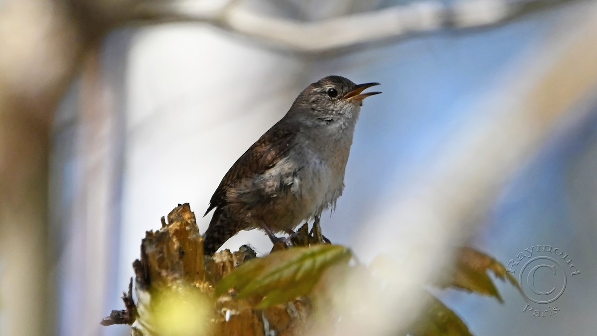 House Wren - Raymond Paris