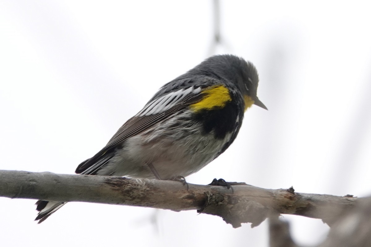 Yellow-rumped Warbler - Shawn McCandless