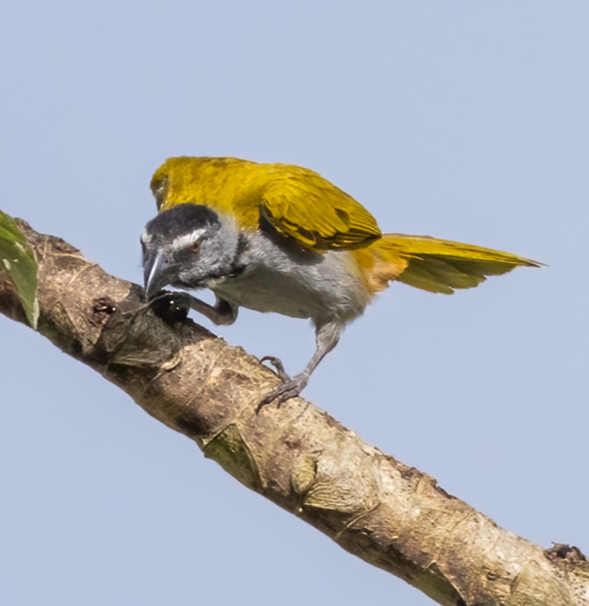 Black-headed Saltator - Tracy Kaminer