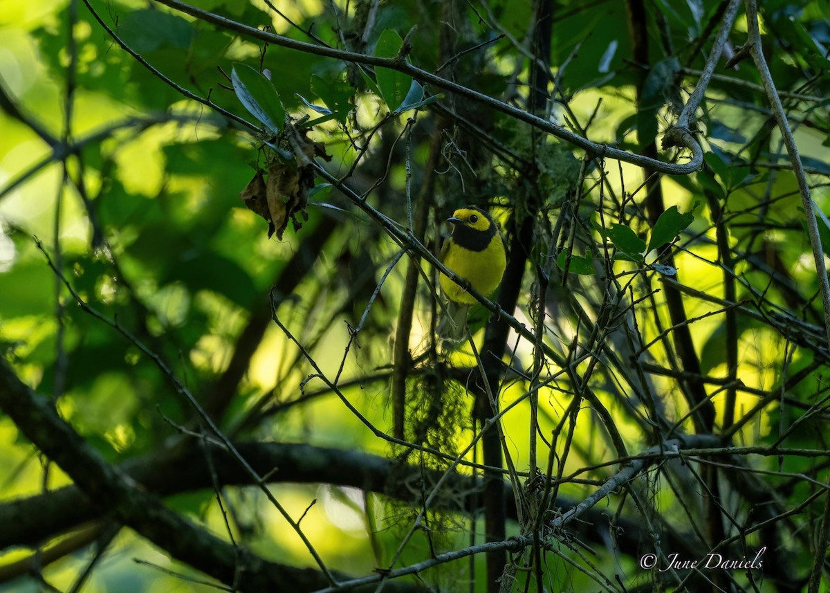 Hooded Warbler - ML618829914