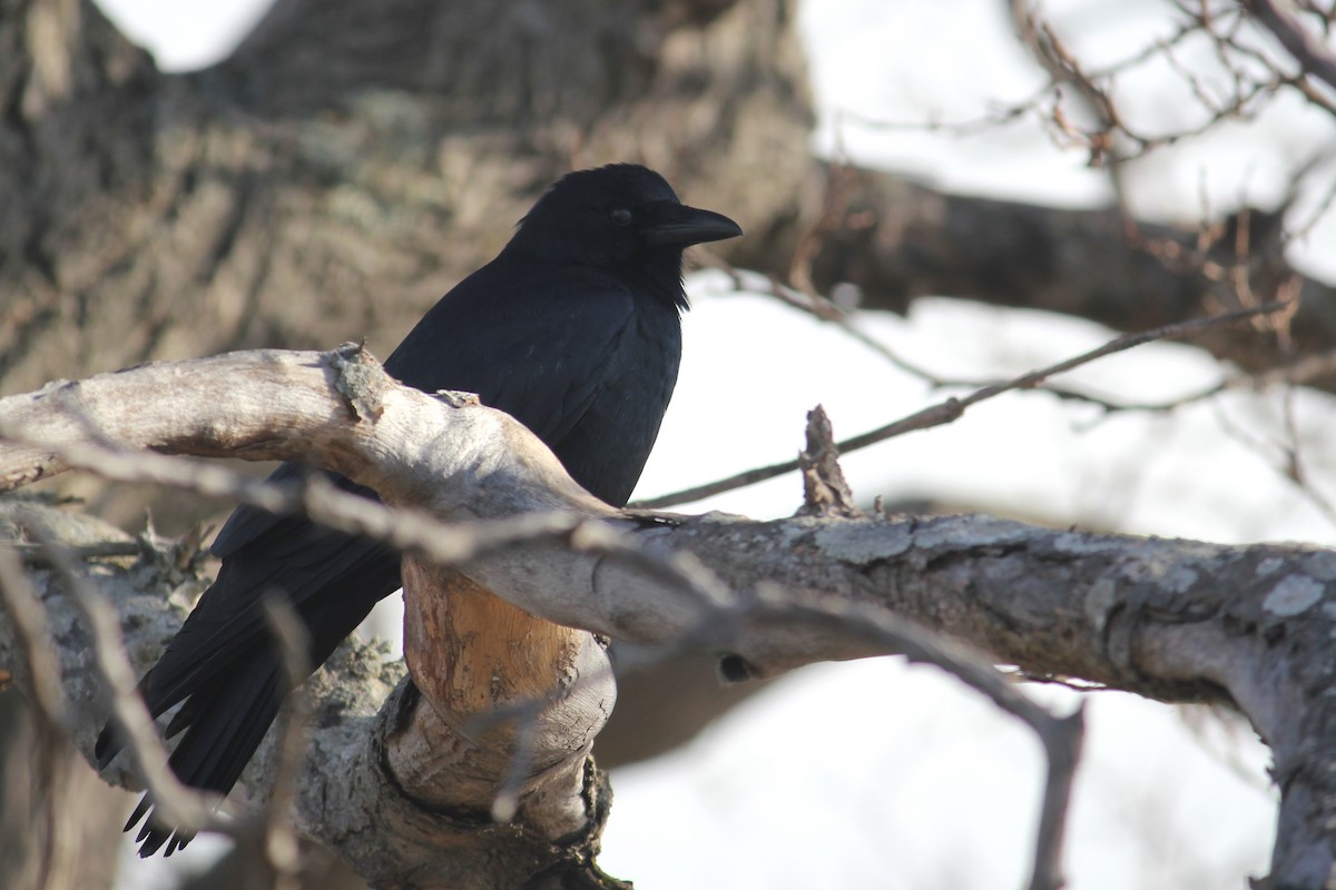 Fish Crow - kathleen shuet