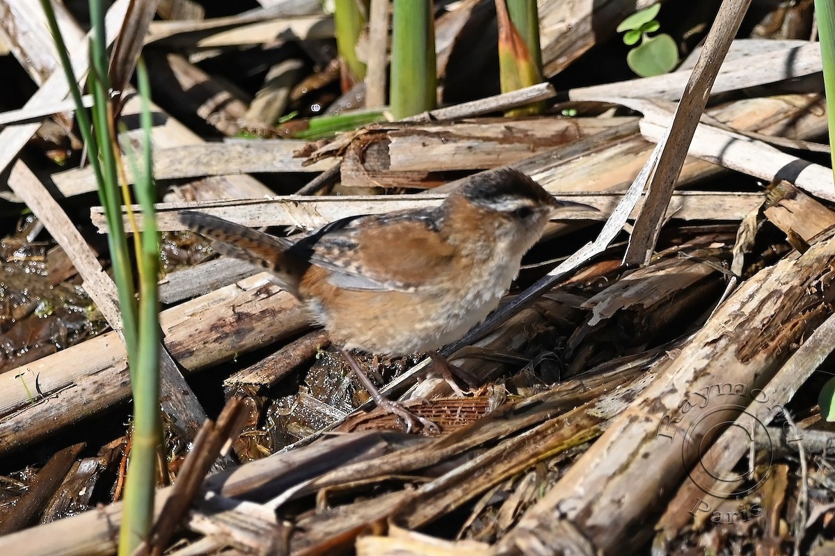 Marsh Wren - Raymond Paris