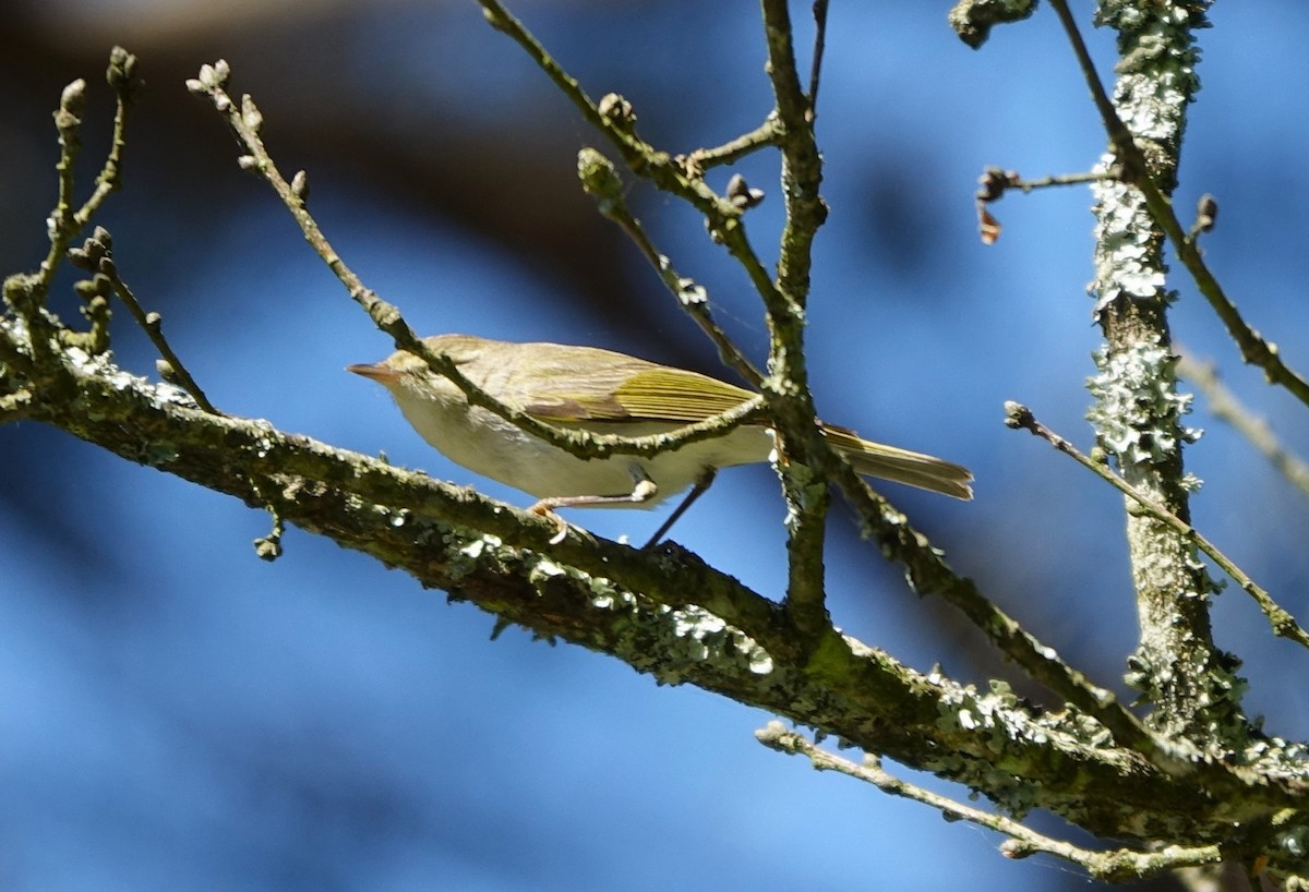 Western Bonelli's Warbler - Bernard Varesi