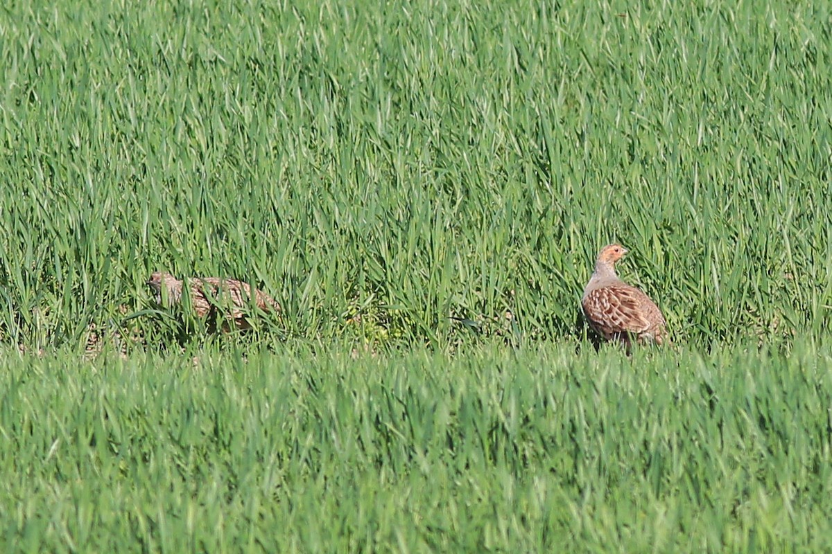 Gray Partridge - Thomas Quartier