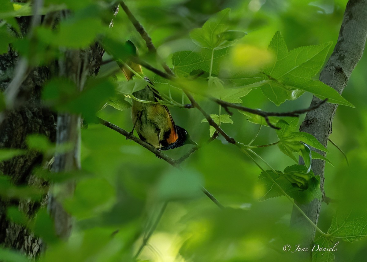 American Redstart - ML618829937