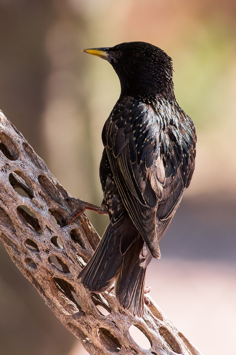 European Starling - Karla Salyer