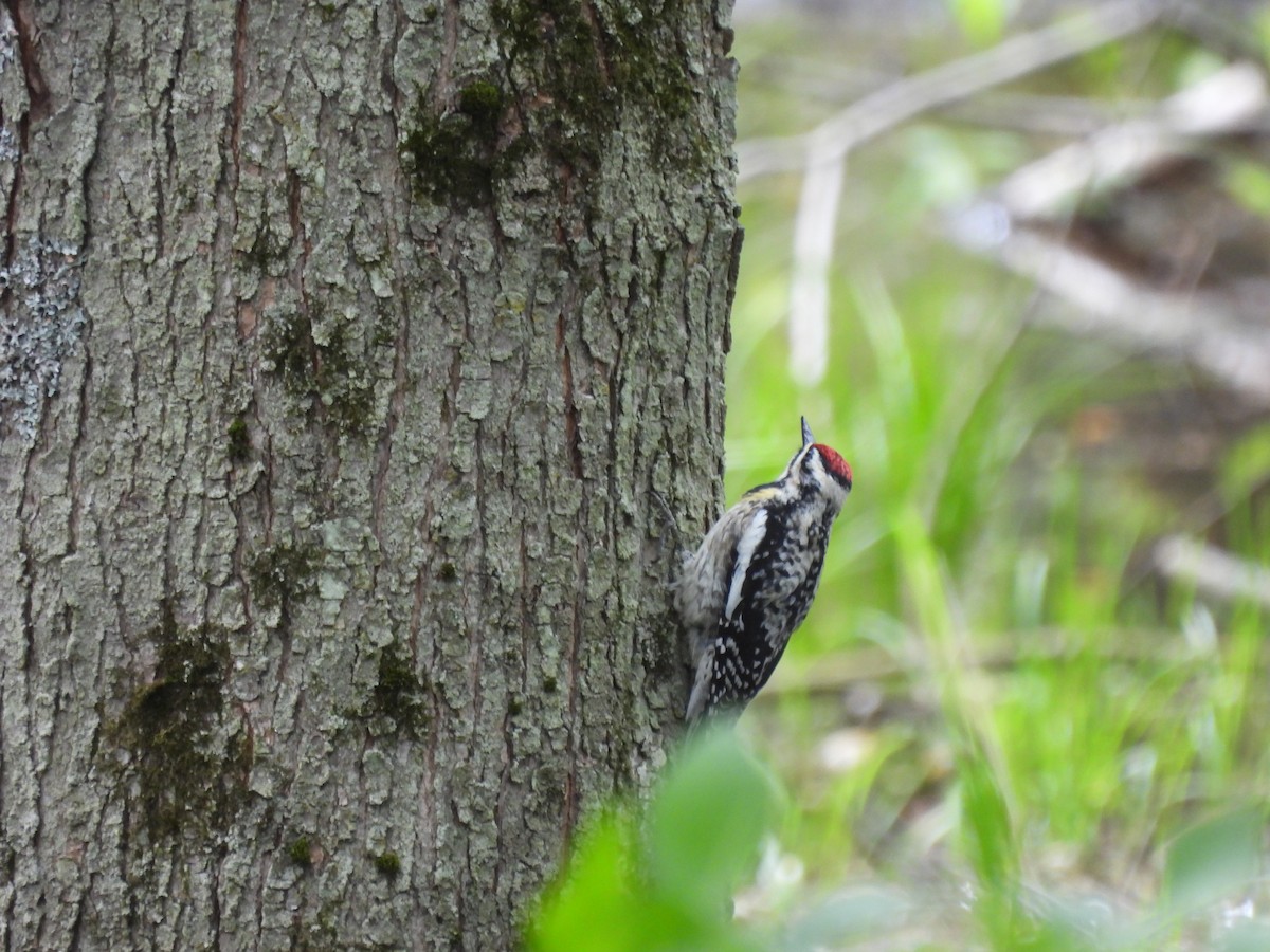 Yellow-bellied Sapsucker - Alexander R