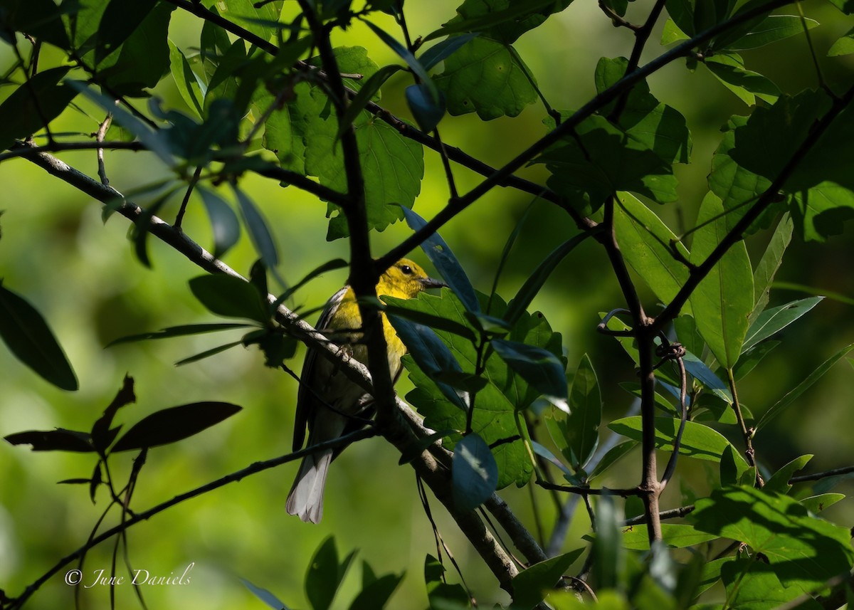 Pine Warbler - June and Gary Daniels