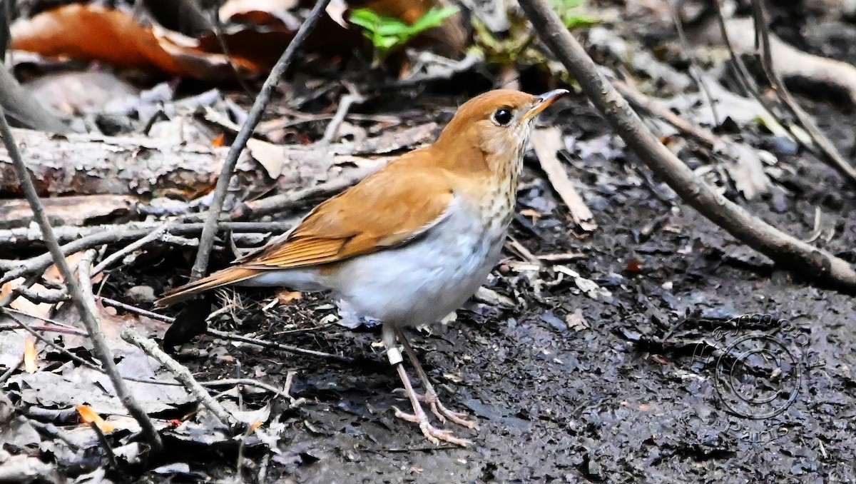 Veery - Raymond Paris