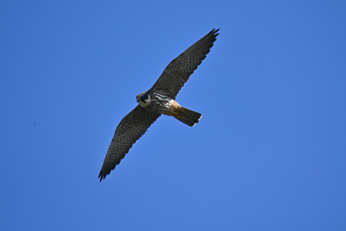 Eurasian Hobby - Kenzhegul Qanatbek