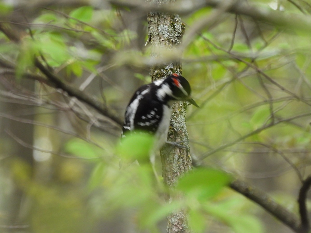 Hairy Woodpecker - Alexander R