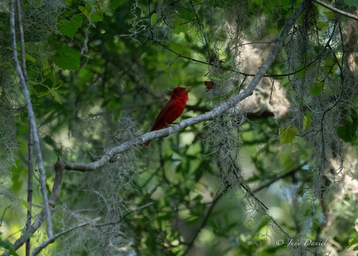 Summer Tanager - ML618829973