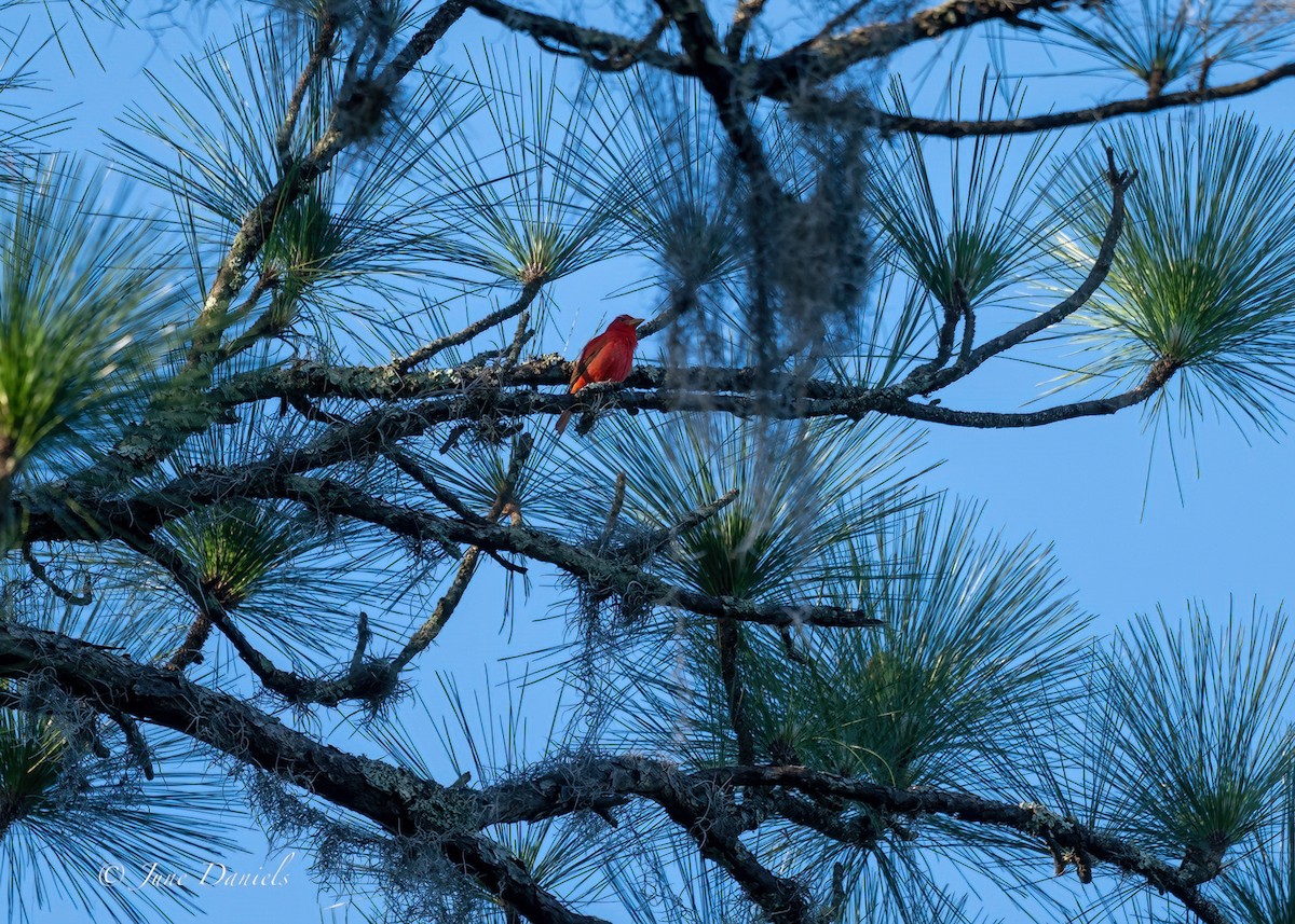 Summer Tanager - ML618829974