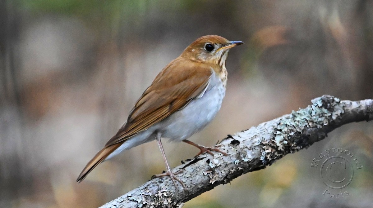 Veery - Raymond Paris