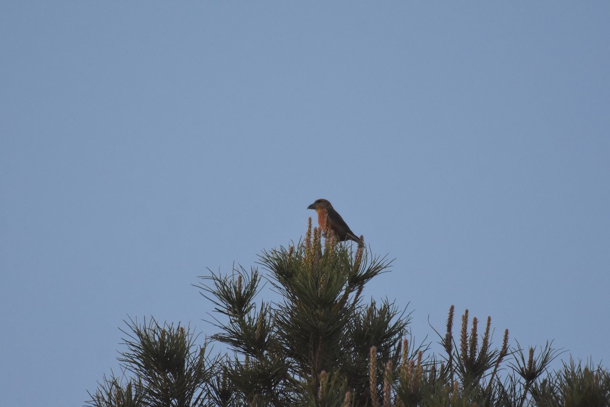 Red Crossbill - John Groves