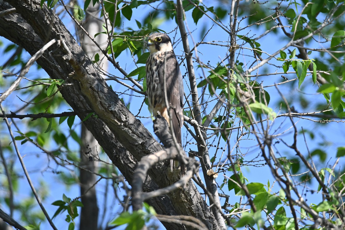 Eurasian Hobby - Kenzhegul Qanatbek