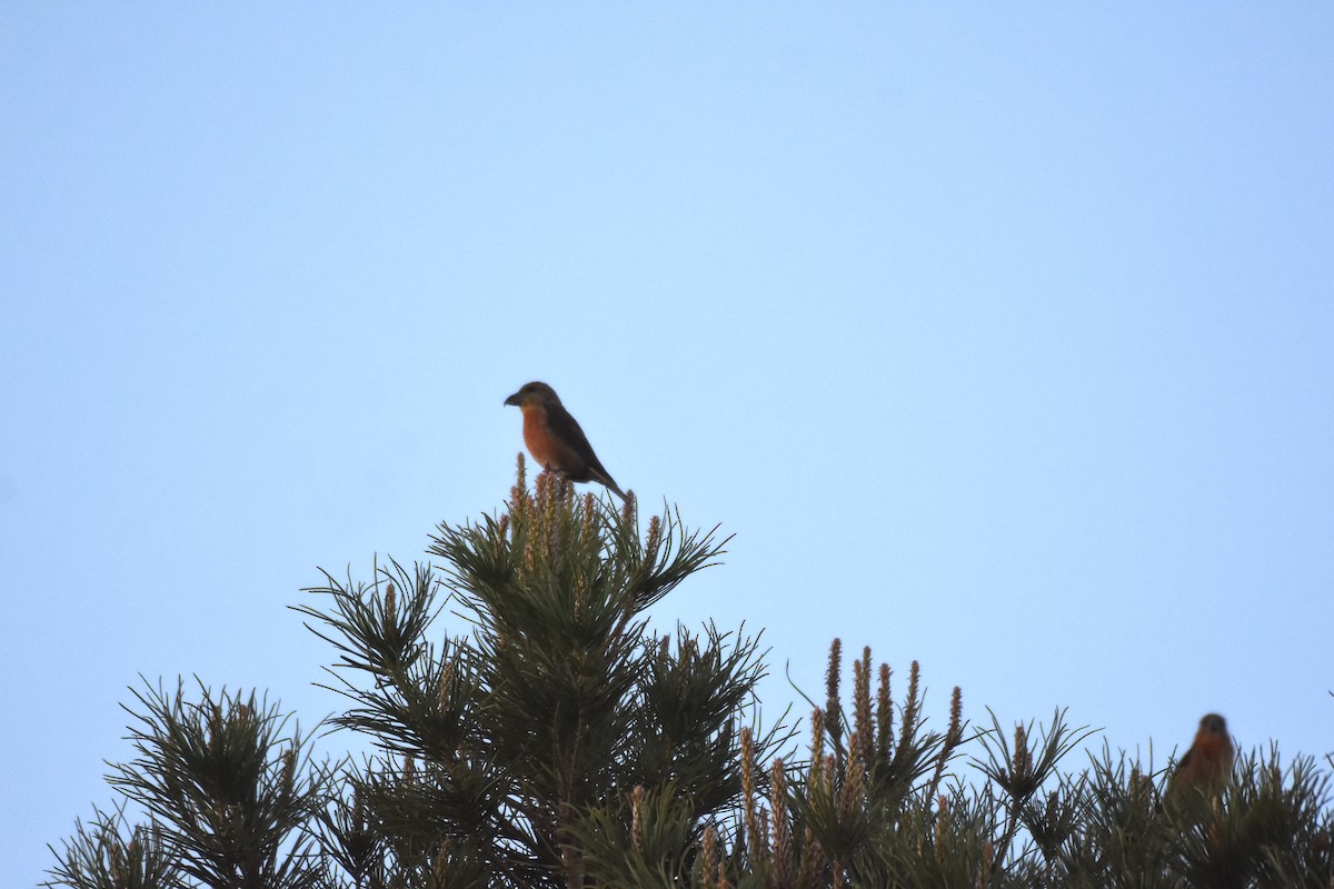 Red Crossbill - John Groves