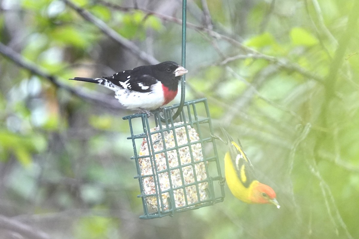 Rose-breasted Grosbeak - Meg Peterson