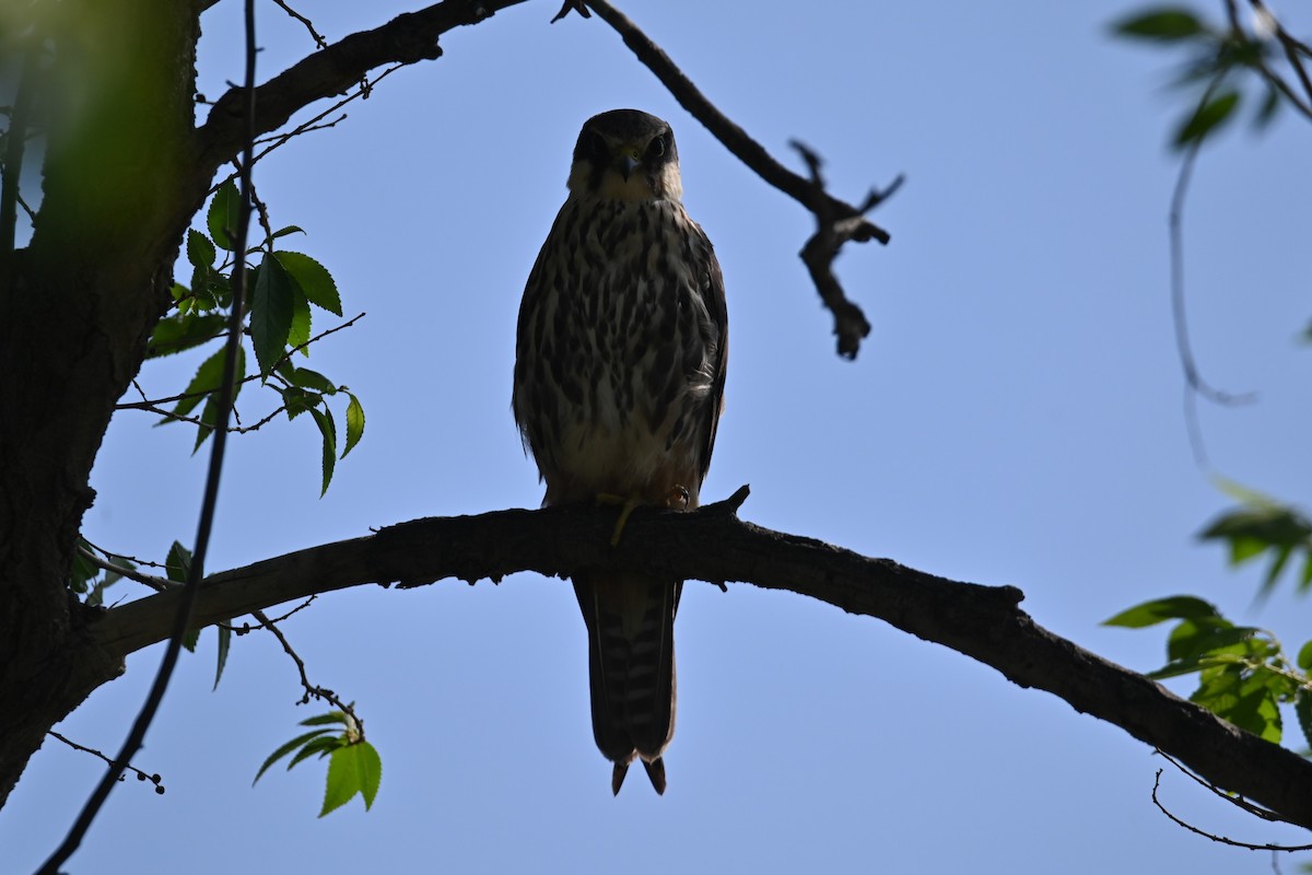 Eurasian Hobby - Kenzhegul Qanatbek