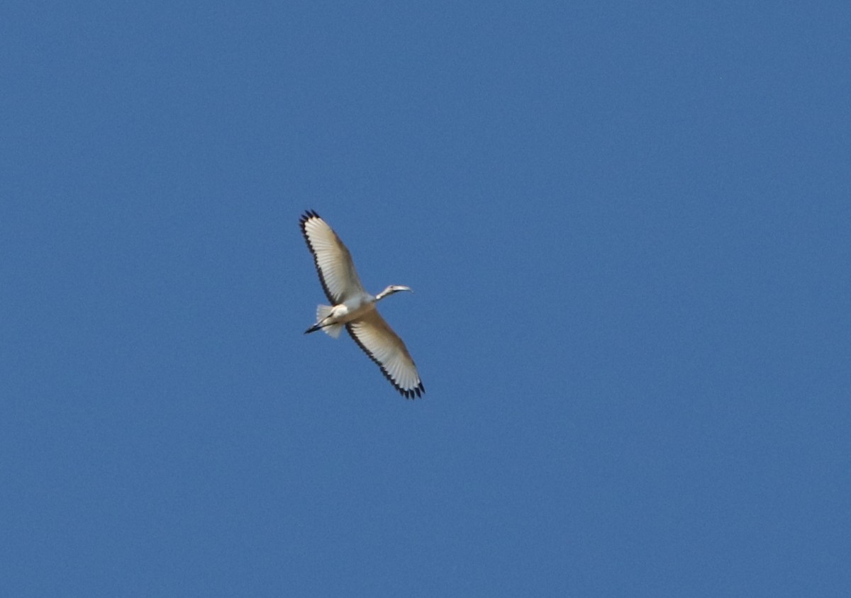 African Sacred Ibis - Chad Vanden Bosch